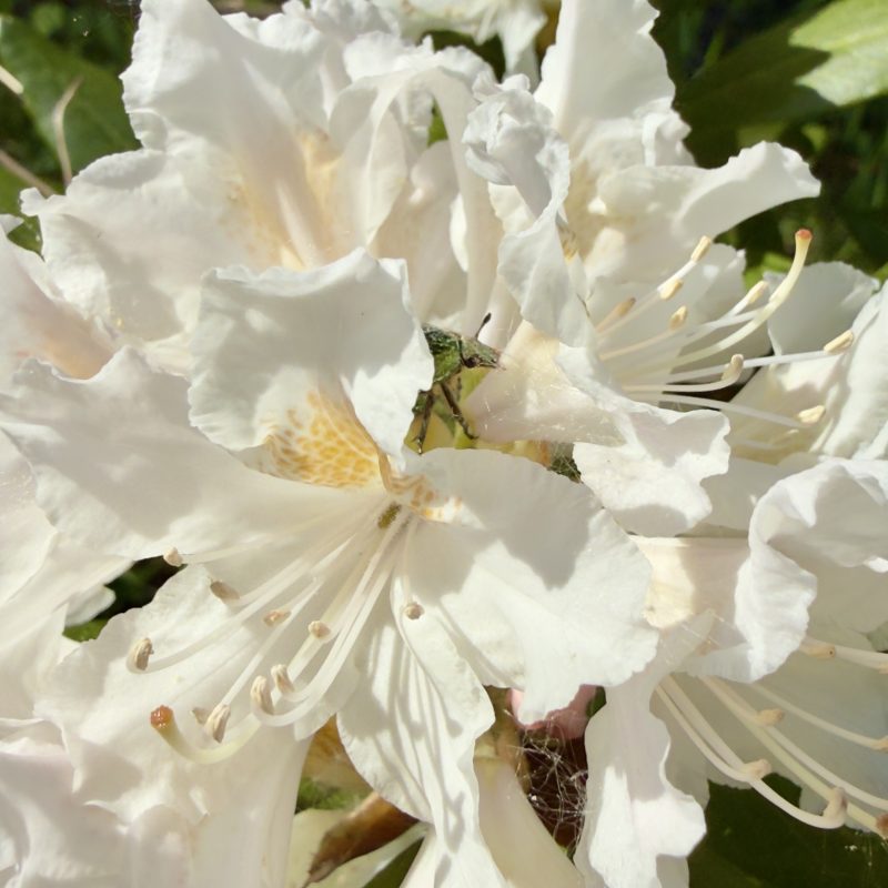 IMG_0027.jpeg