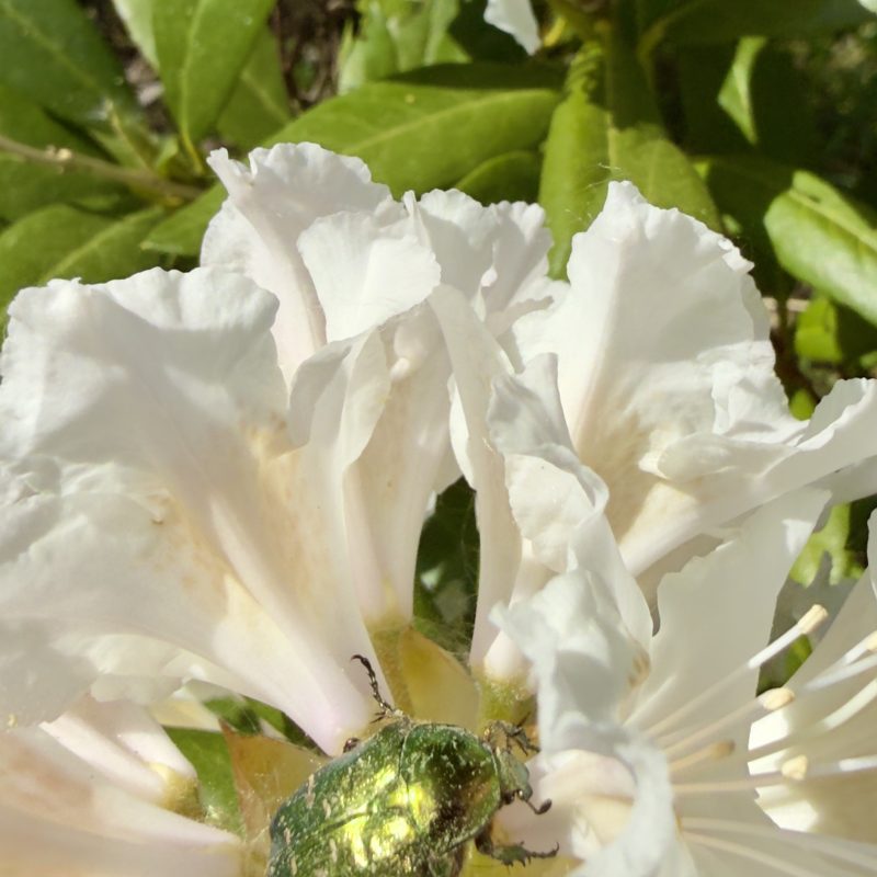 IMG_0028.jpeg