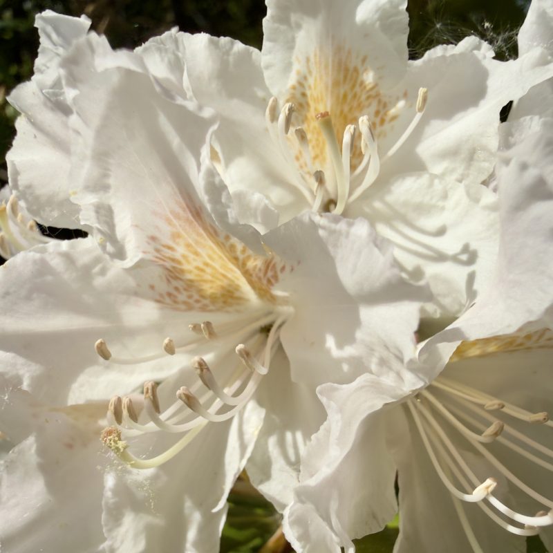 IMG_0031.jpeg