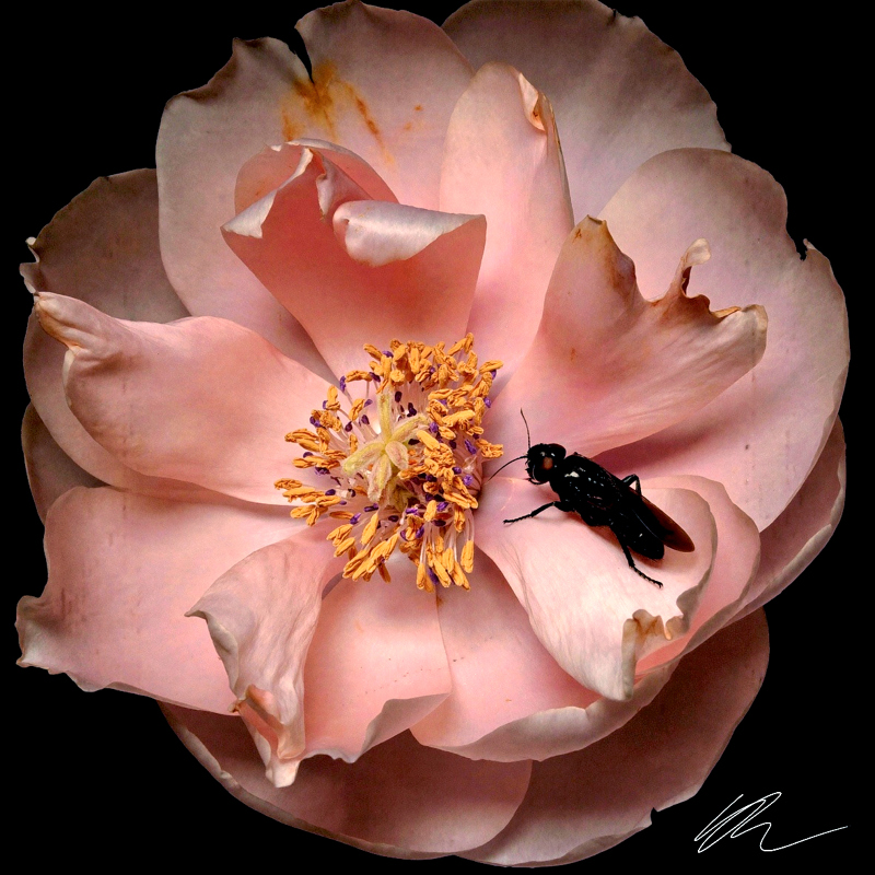 Rosa et Hospes Ater